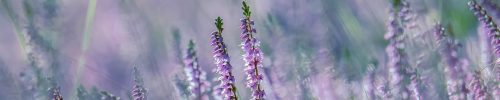 flowers-4428429_1920 flowers-4428429_1920