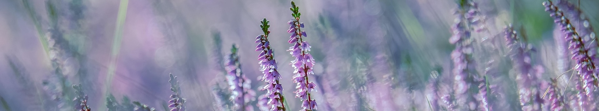 flowers-4428429_1920 flowers-4428429_1920